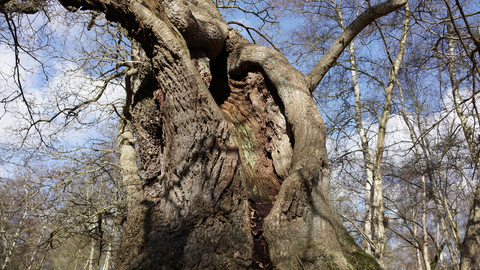 Suffolk Wildlife Trust
