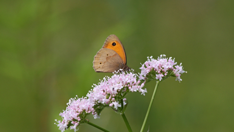 Suffolk Wildlife Trust