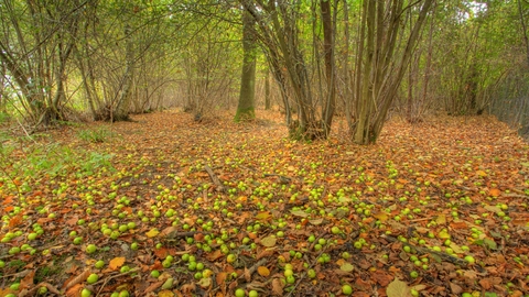Suffolk Wildlife Trust