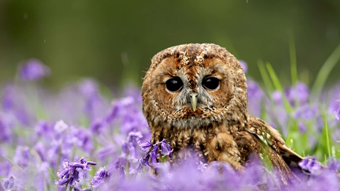 Suffolk Wildlife Trust