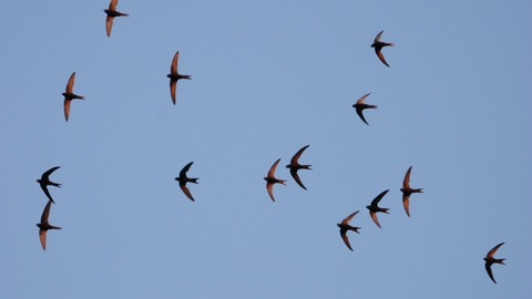Swifts by Bill Baston