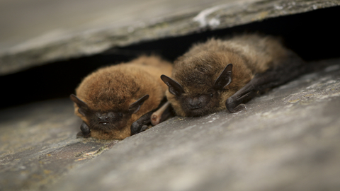 Suffolk Wildlife Trust
