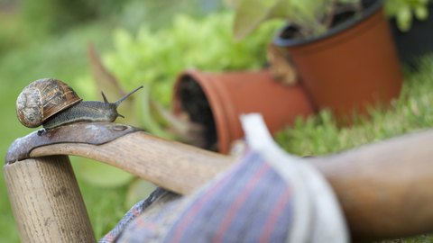 Suffolk Wildlife Trust