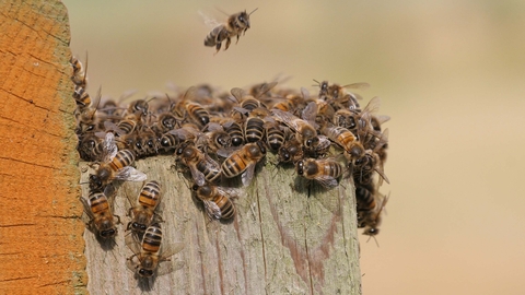 Suffolk Wildlife Trust