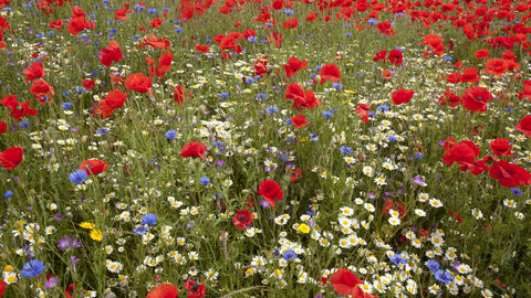 Suffolk Wildlife Trust