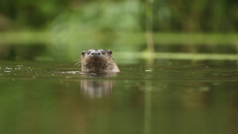 Suffolk Wildlife Trust