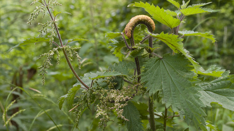 Suffolk Wildlife Trust