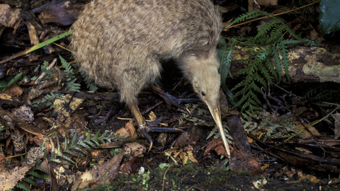 Suffolk Wildlife Trust