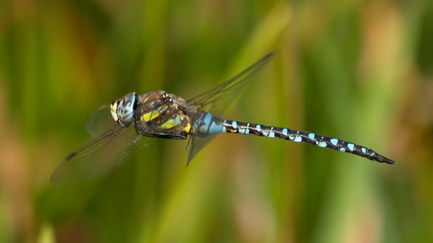Suffolk Wildlife Trust