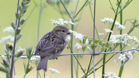 Suffolk Wildlife Trust