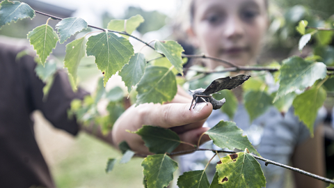 Suffolk Wildlife Trust