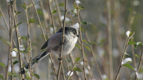 Suffolk Wildlife Trust