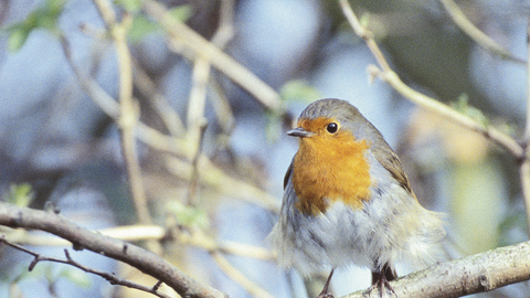 Suffolk Wildlife Trust