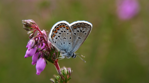 Suffolk Wildlife Trust