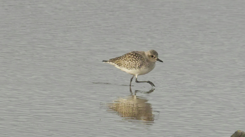Suffolk Wildlife Trust