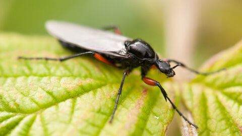 Suffolk Wildlife Trust