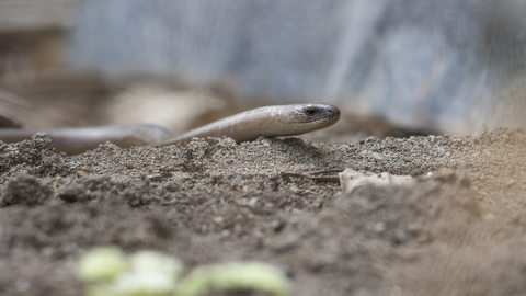 Suffolk Wildlife Trust