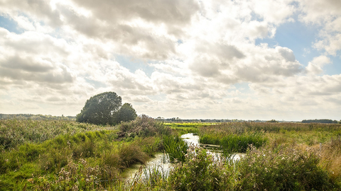 Carlton Marshes by John Ferguson