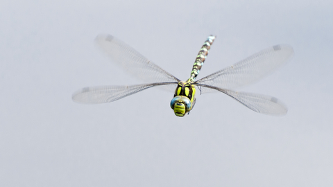 Suffolk Wildlife Trust