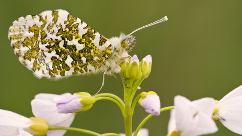 Suffolk Wildlife Trust