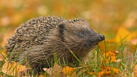 Suffolk Wildlife Trust