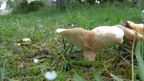 Fungi at Lackford
