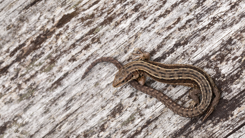 common lizard