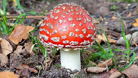 Suffolk Wildlife Trust
