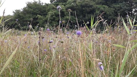 fen meadow devil's-bit scabious