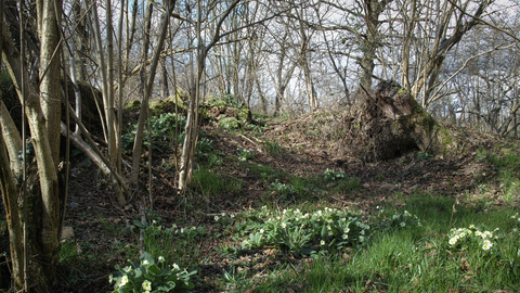 Suffolk Wildlife Trust