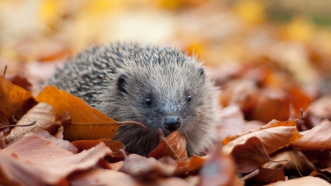 Suffolk Wildlife Trust
