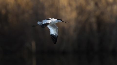 Suffolk Wildlife Trust