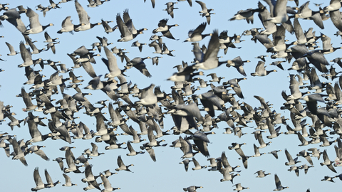 Suffolk Wildlife Trust