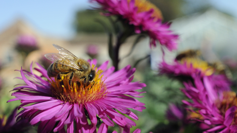 Suffolk Wildlife Trust
