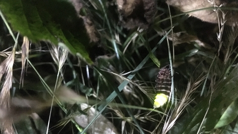 Glow worm