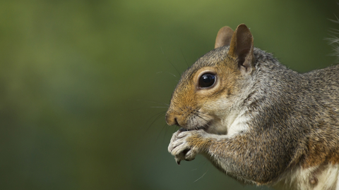 Grey Squirrel, Christchurch Park, Kevin Sawford