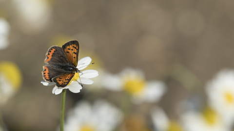Small Copper, Holywells Park, Kevin Sawford