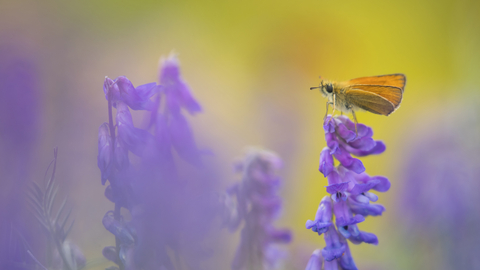 Small Skipper, Holywells Park, Kevin Sawford