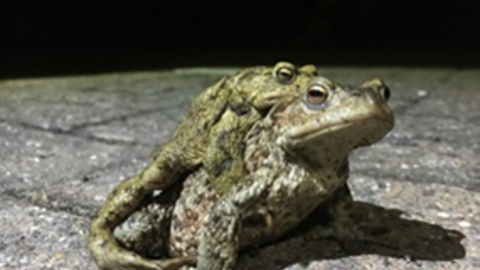 Toads amplexus