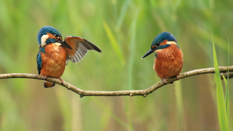 Kingfishers by Jon Hawkins