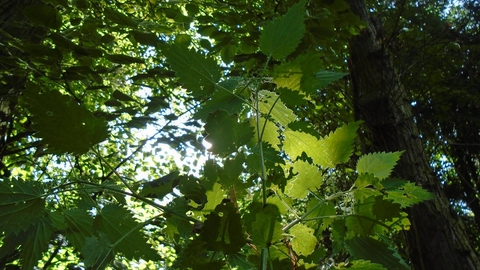 Nettle appreciation workshop