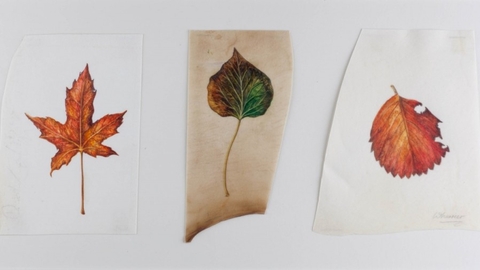 Autumn leaves on vellum by Ruth Wharrier