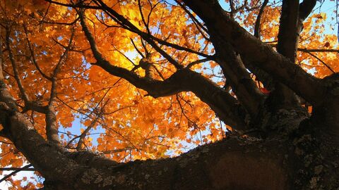 Beech tree in autumn 