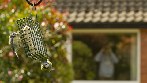 Blue tit bird feeder