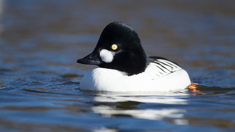Goldeneye by Kevin Sawford