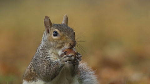 Grey Squirrel, courtesy of Kevin Sawford