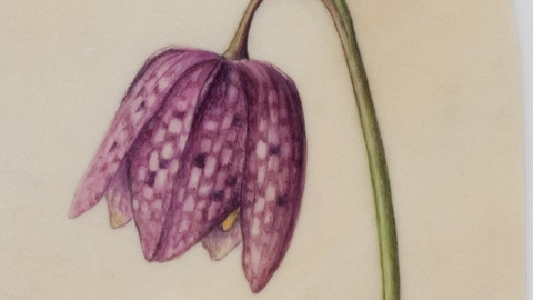 Fritillary by Ruth Wharrier