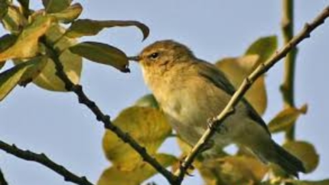 ChiffChaff courtesy of Ian Rose Staffordshire Wildlife Trust