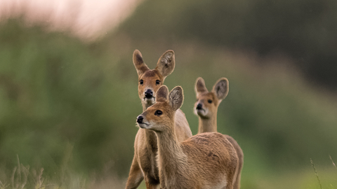 Suffolk Wildlife Trust