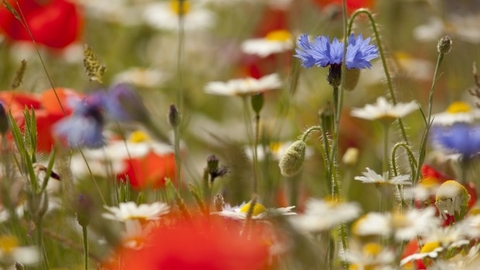 Wildflower meadow - Paul Hobson